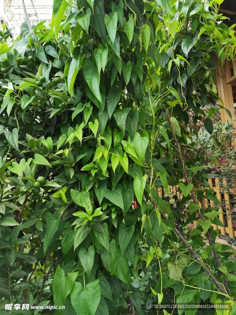 翠绿脚板苕藤蔓植物生机盎然