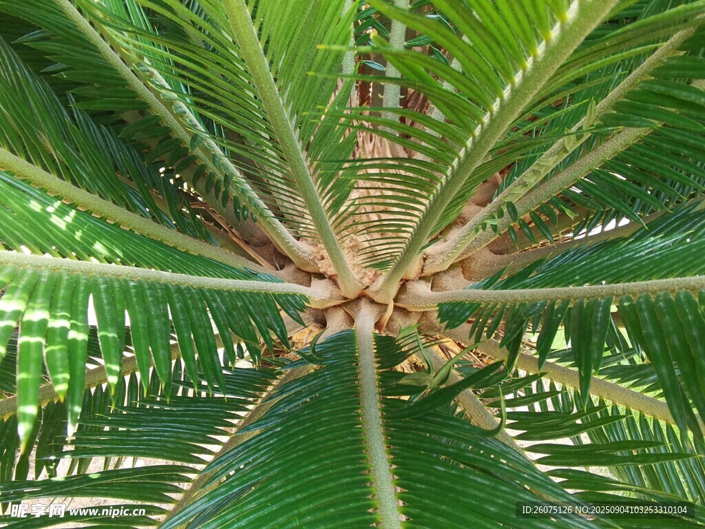 仰视下的繁茂棕榈树