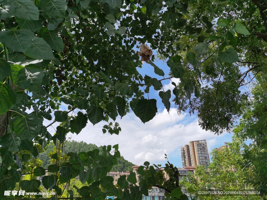 透过枝叶看远处高楼