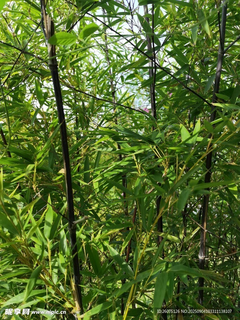 翠绿竹林景致