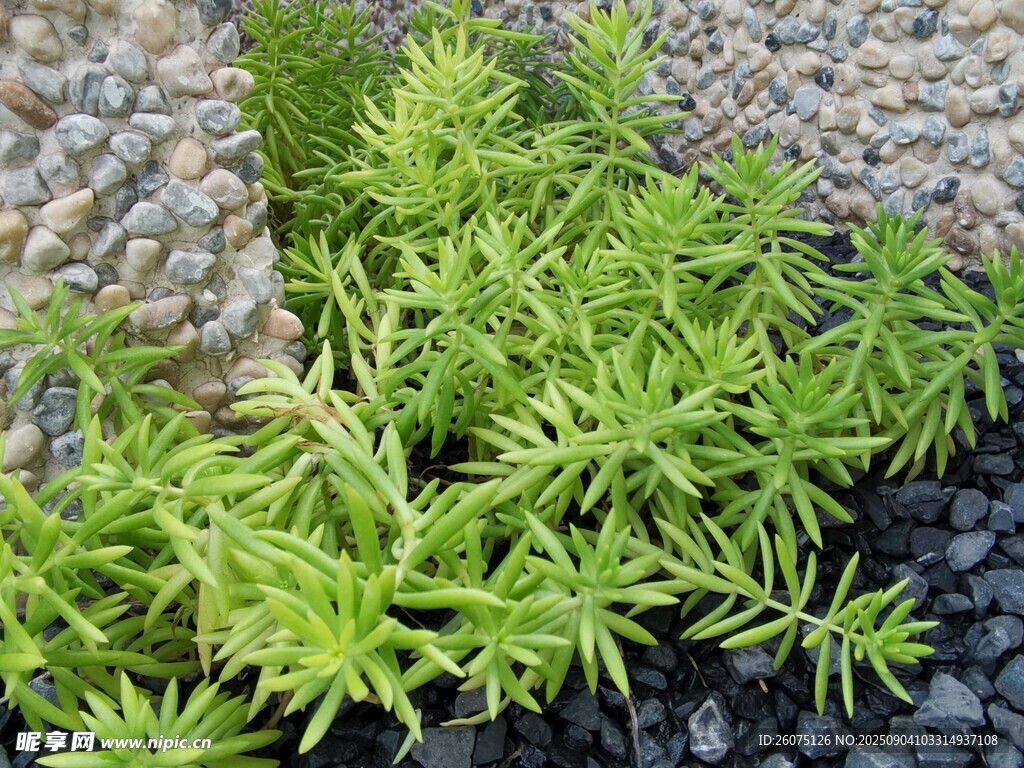 翠绿植物与碎石景观搭配
