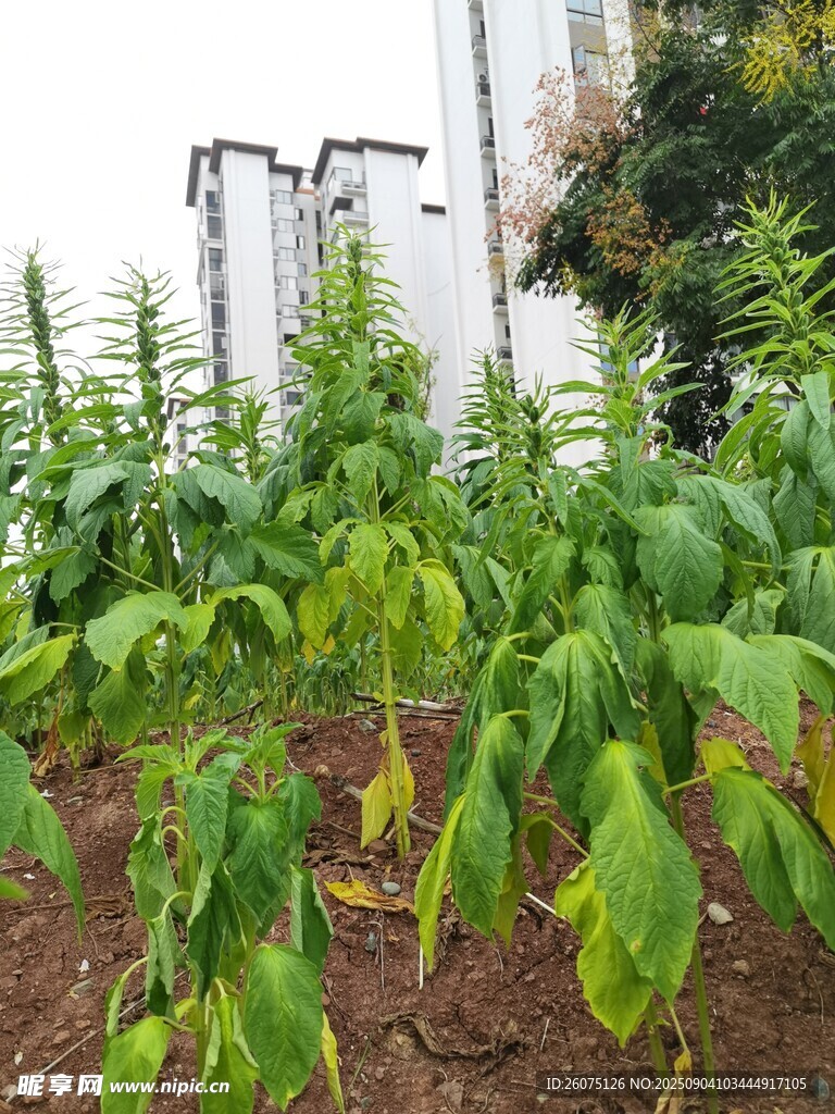 户外地里种植的芝麻植株