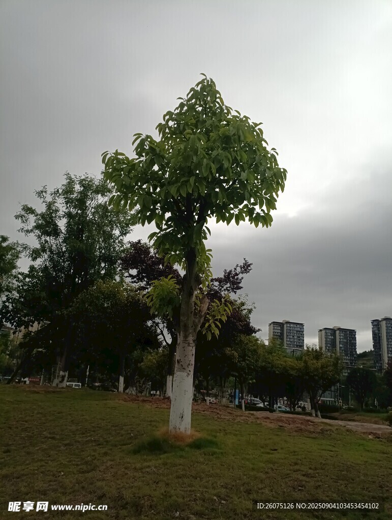 雨中孤树城市绿地景致
