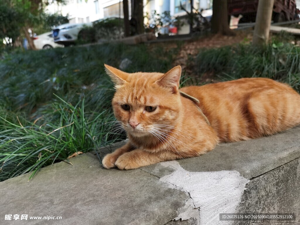 橘猫惬意趴卧在户外石上