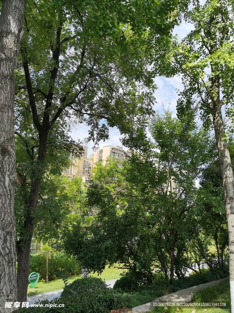 林间绿意盎然的自然景致