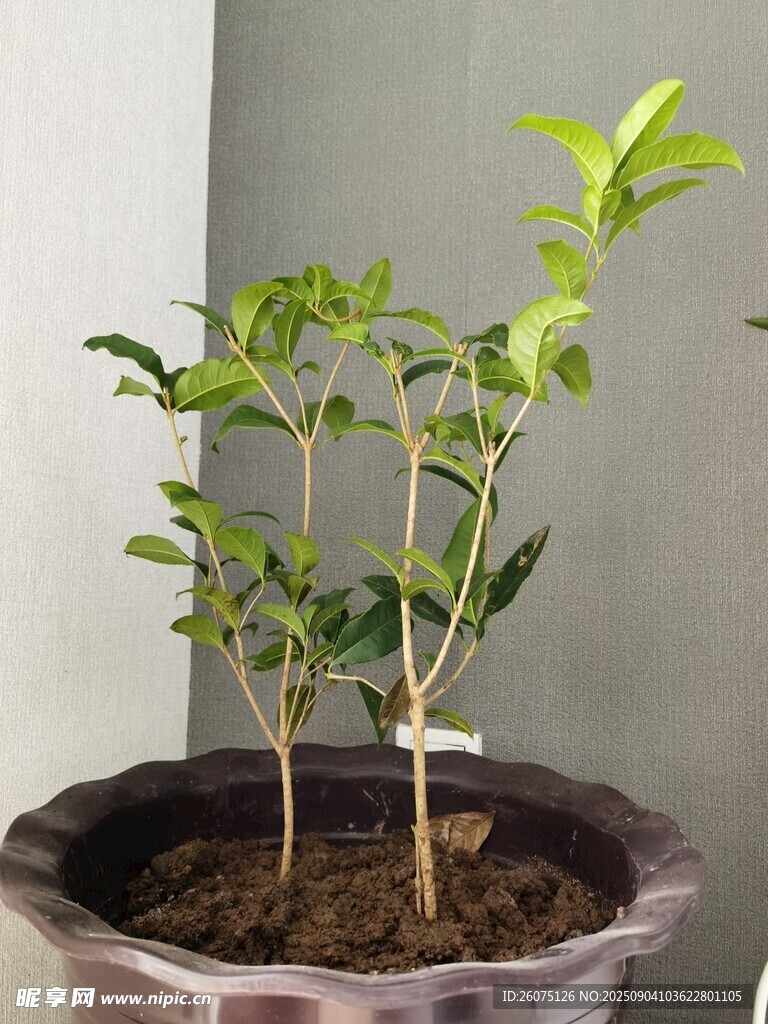 盆栽桂花树生机盎然