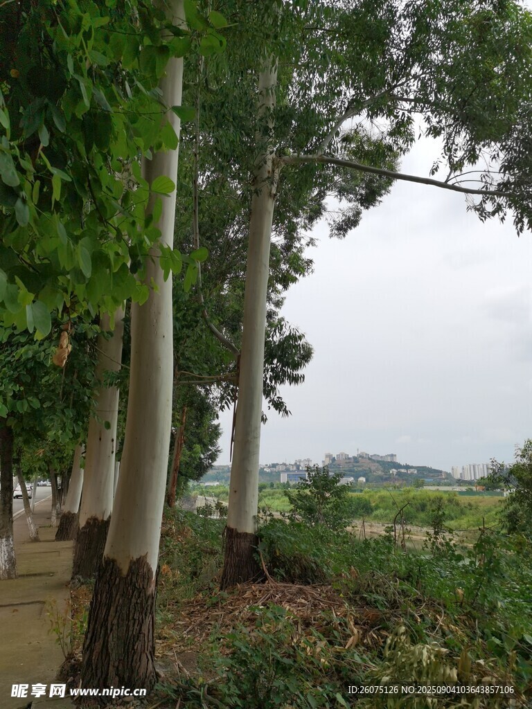 林荫小道夏日静谧风光