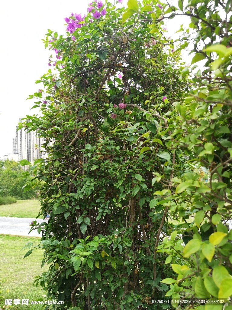 攀爬绿植装点的户外景致