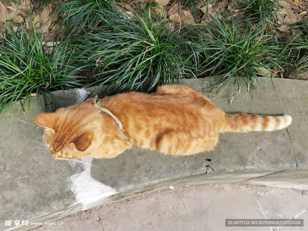 橘猫悠闲卧于绿植旁