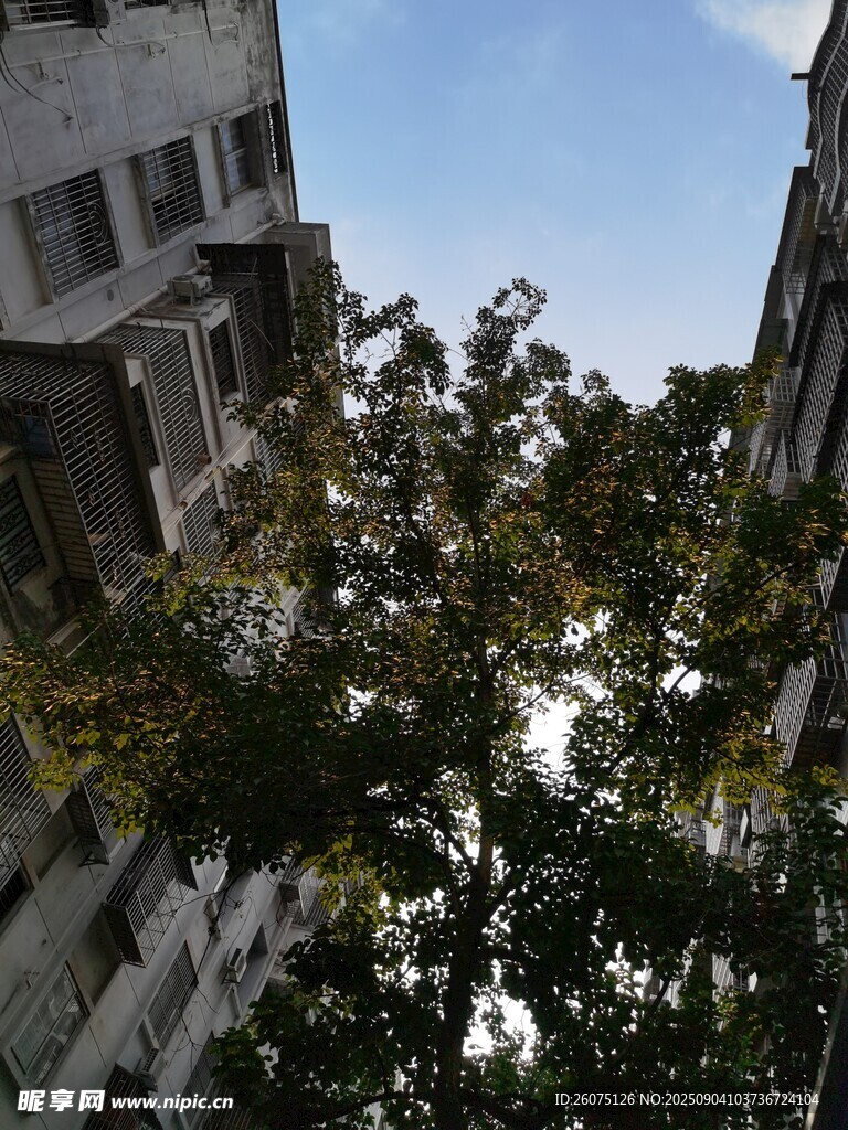 楼间绿树映蓝天