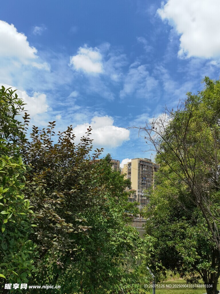蓝天绿树间的清新景致
