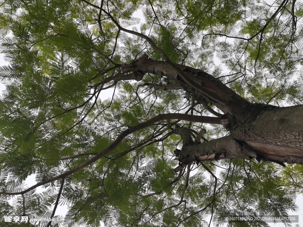 仰视茂密松树的枝干