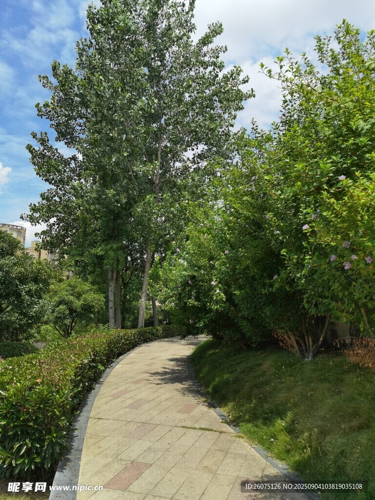 林间小径的清新自然景致