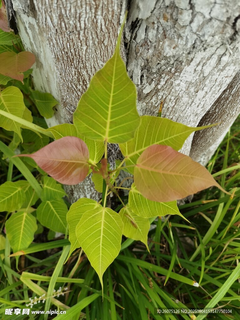 树干旁的多彩叶片植物