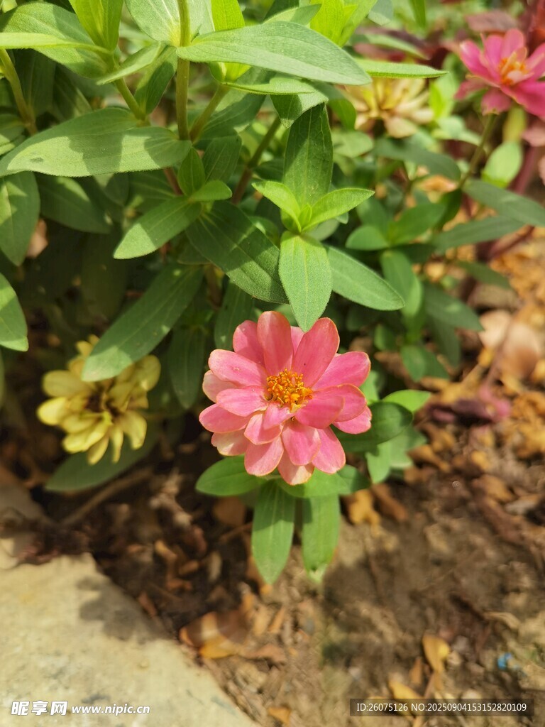 娇艳绽放的粉色金鸡菊花朵