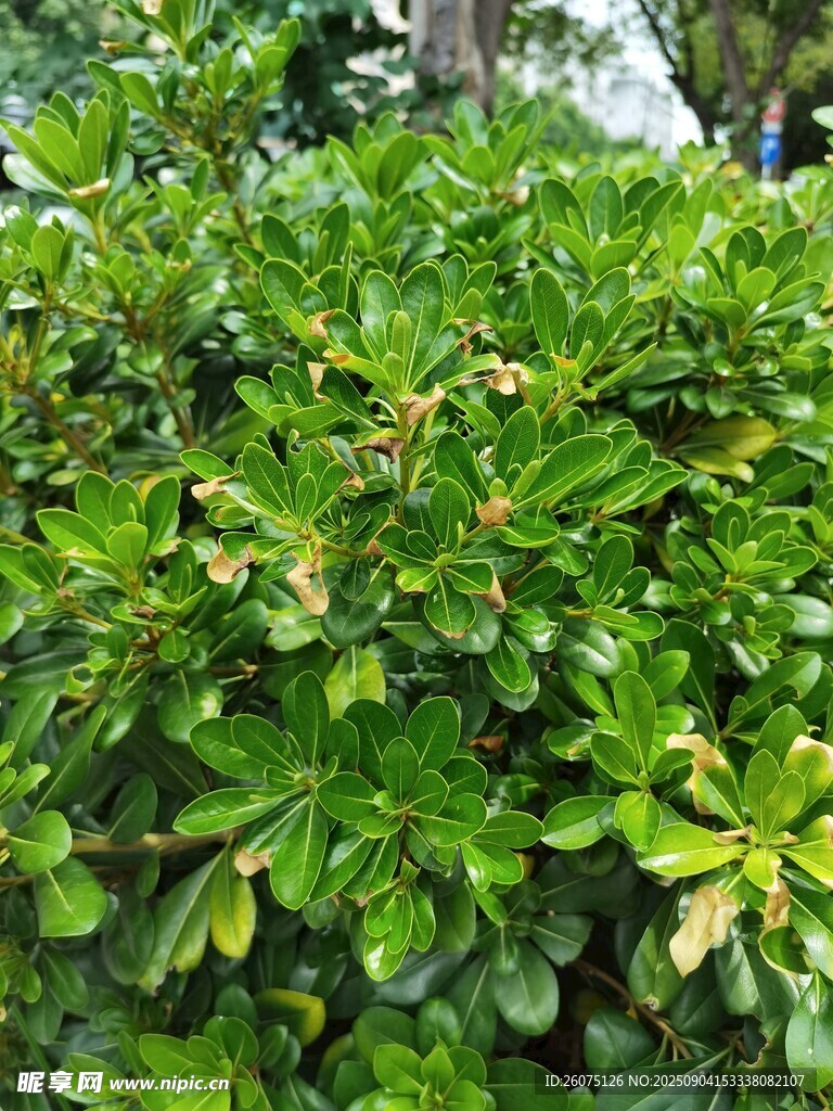翠绿繁茂的灌木丛