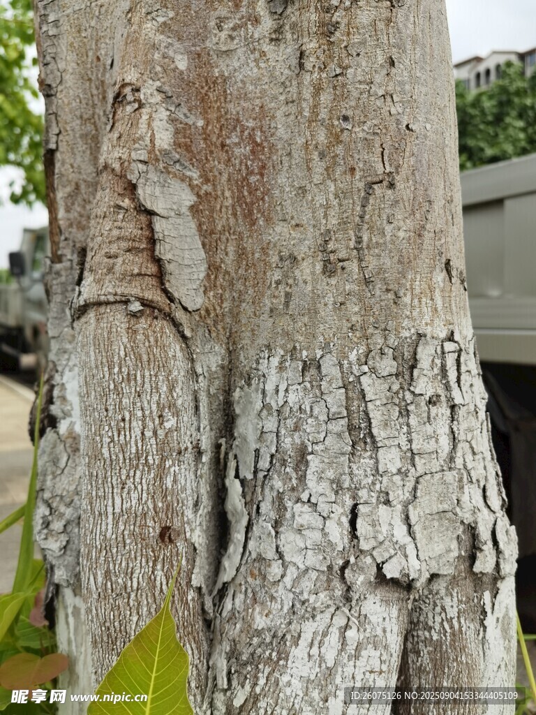 树皮纹理特写