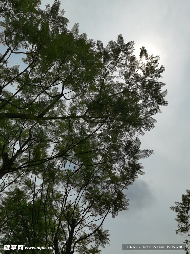 仰视树冠枝叶繁茂景象