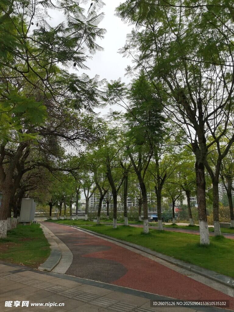 公园林荫小道景观
