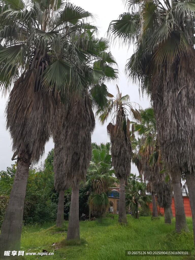 户外棕榈树林景观