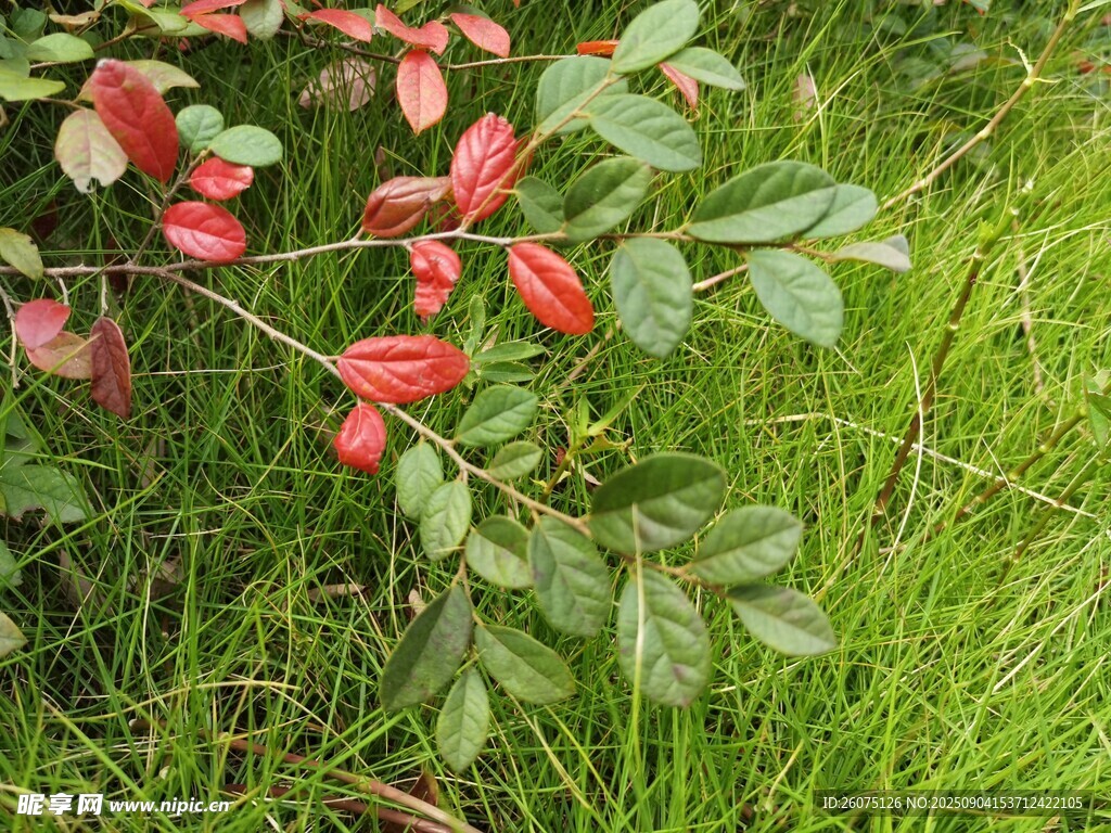 红绿相间的植物枝叶