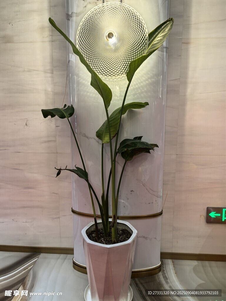 室内绿植盆栽