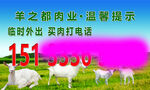 草原羊