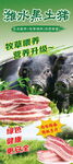 潍水黑土猪展架海报介绍