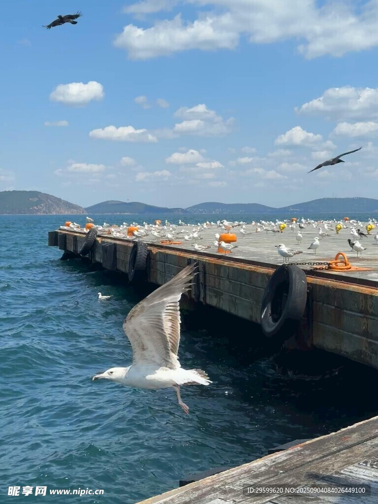 海豚跃出码头海面瞬间