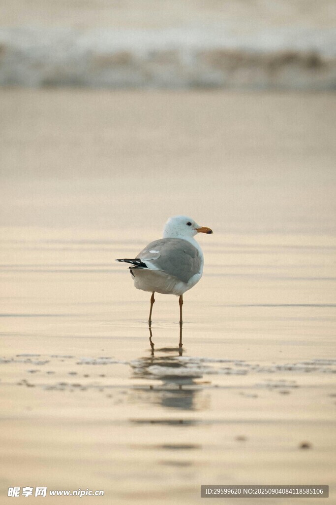 沙滩上的孤独海鸥