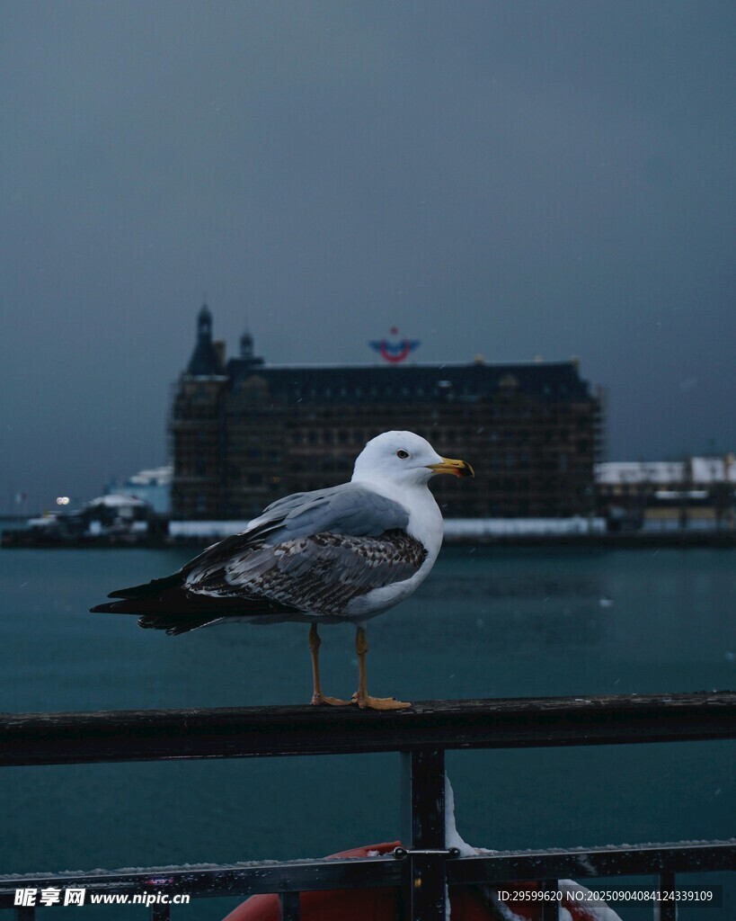海港边的海鸥