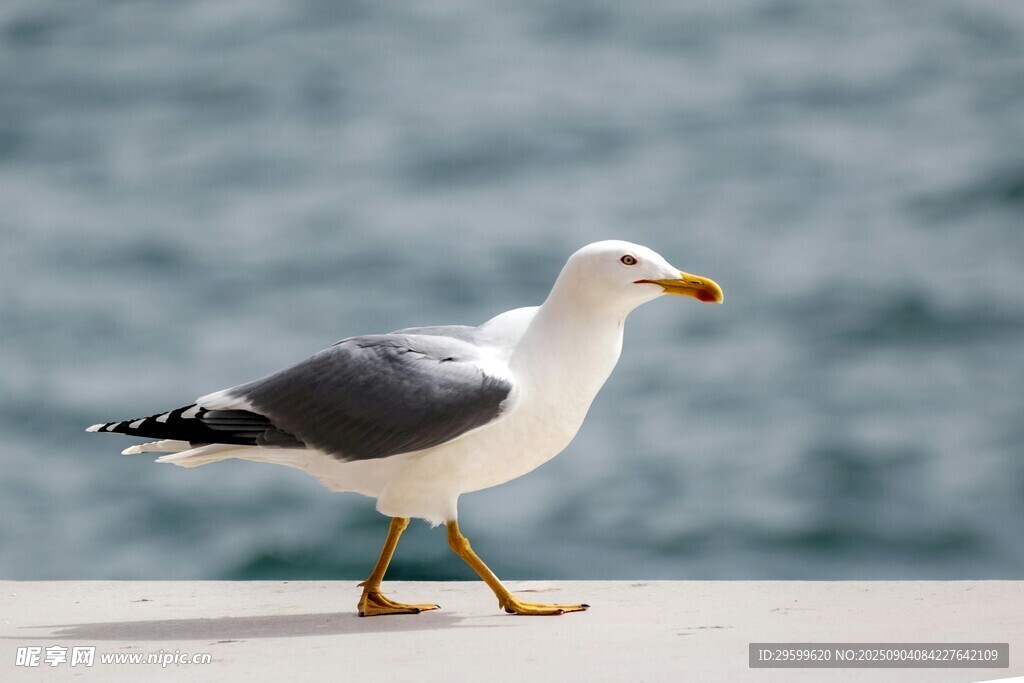 海边单只海鸥站立瞬间