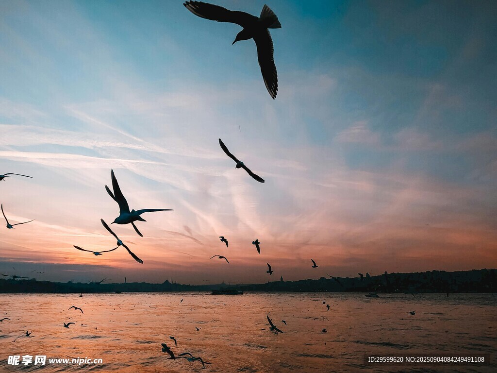 夕阳下群鸟翱翔的美丽景象