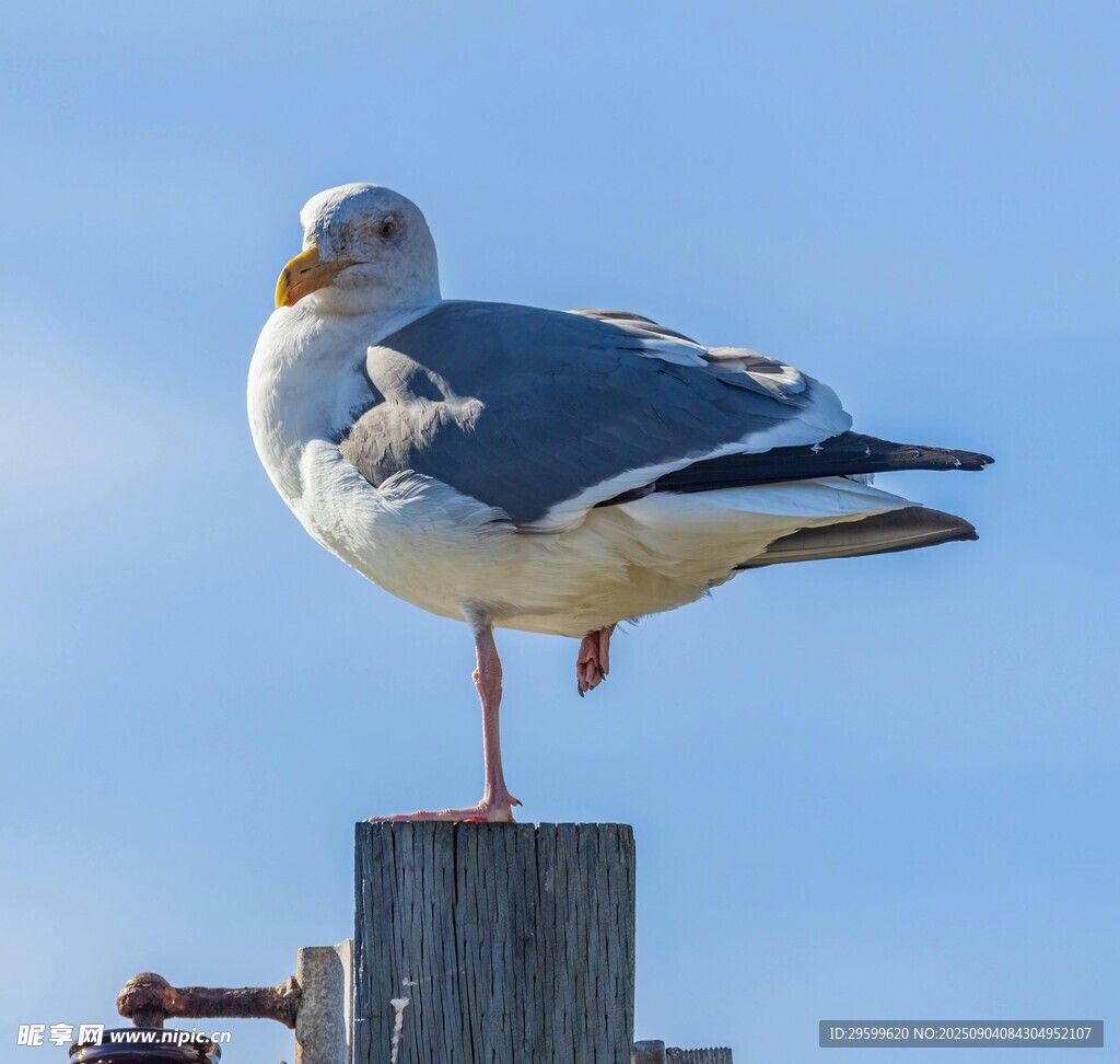 单脚站立的海鸥