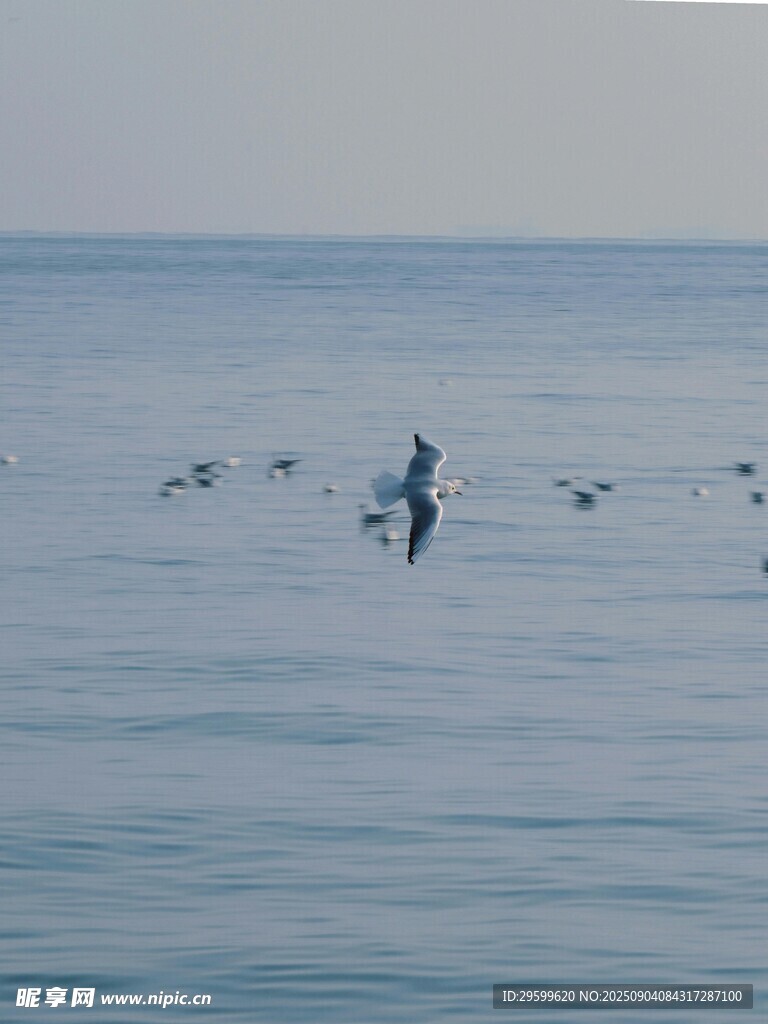 海面上飞翔的一群鸟儿