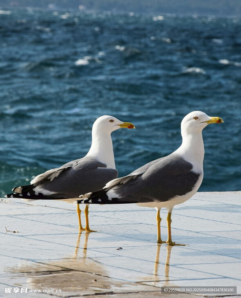海边双海鸥