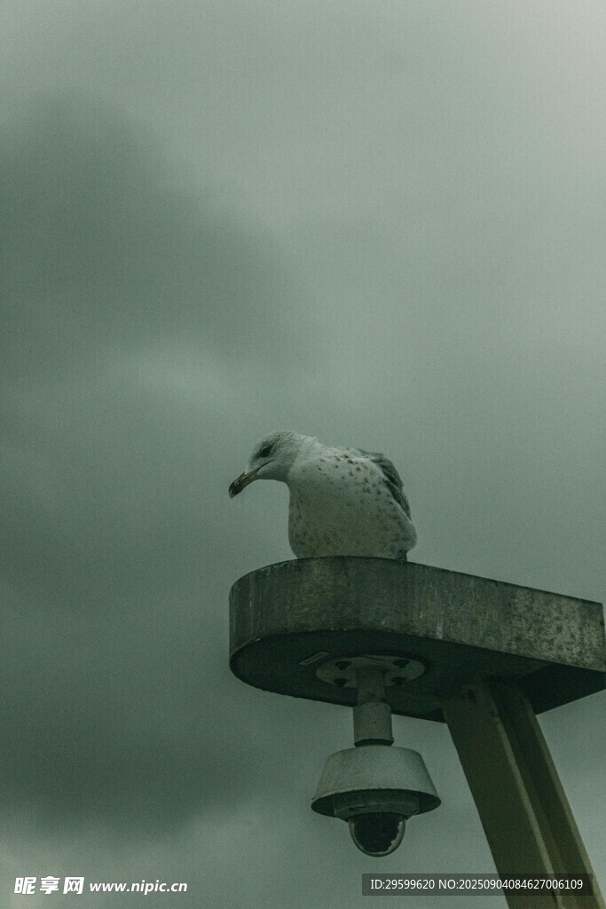 海鸥立于平台上
