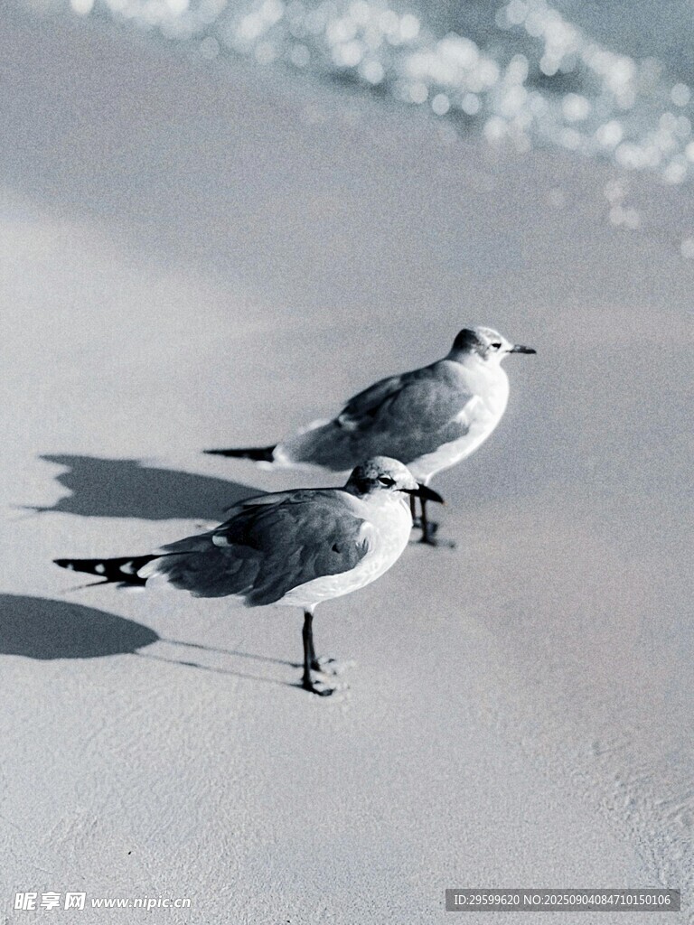 沙滩上的两只海鸥