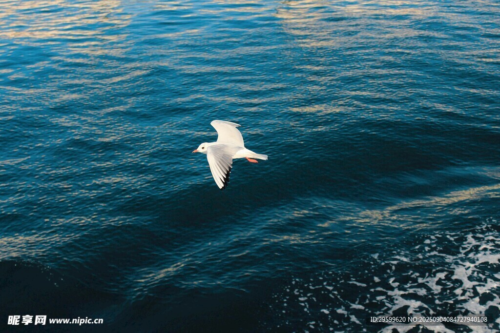 海鸥翱翔于蔚蓝海面