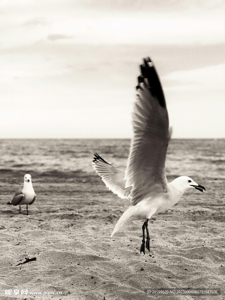 海滩上展翅的海鸥