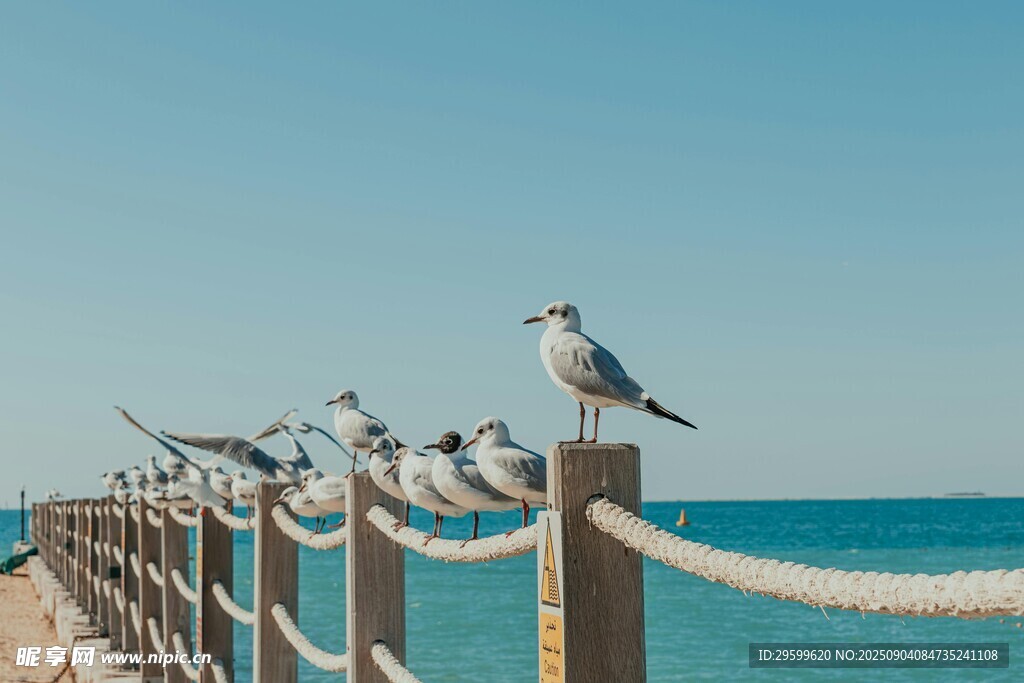 海边栈道上的群鸟