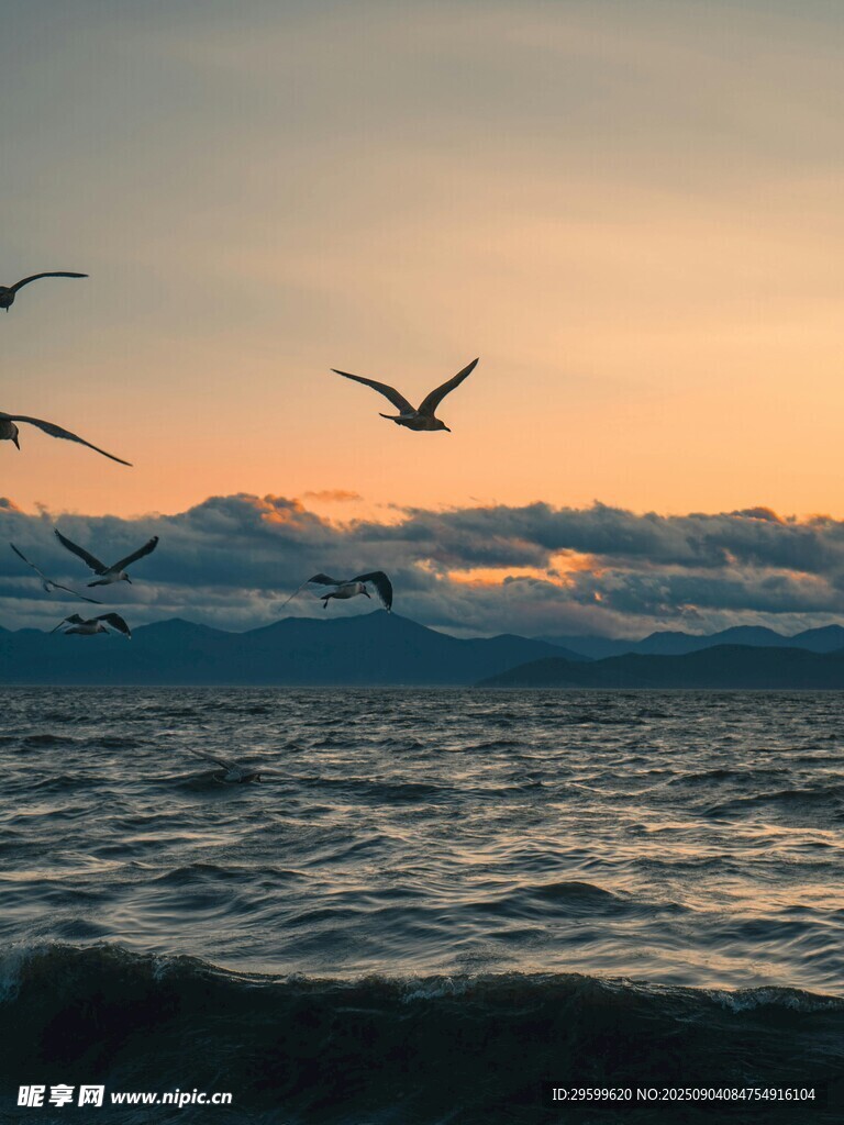 夕阳下海面飞鸟翱翔