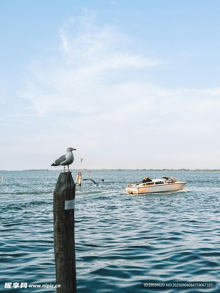 海鸟 