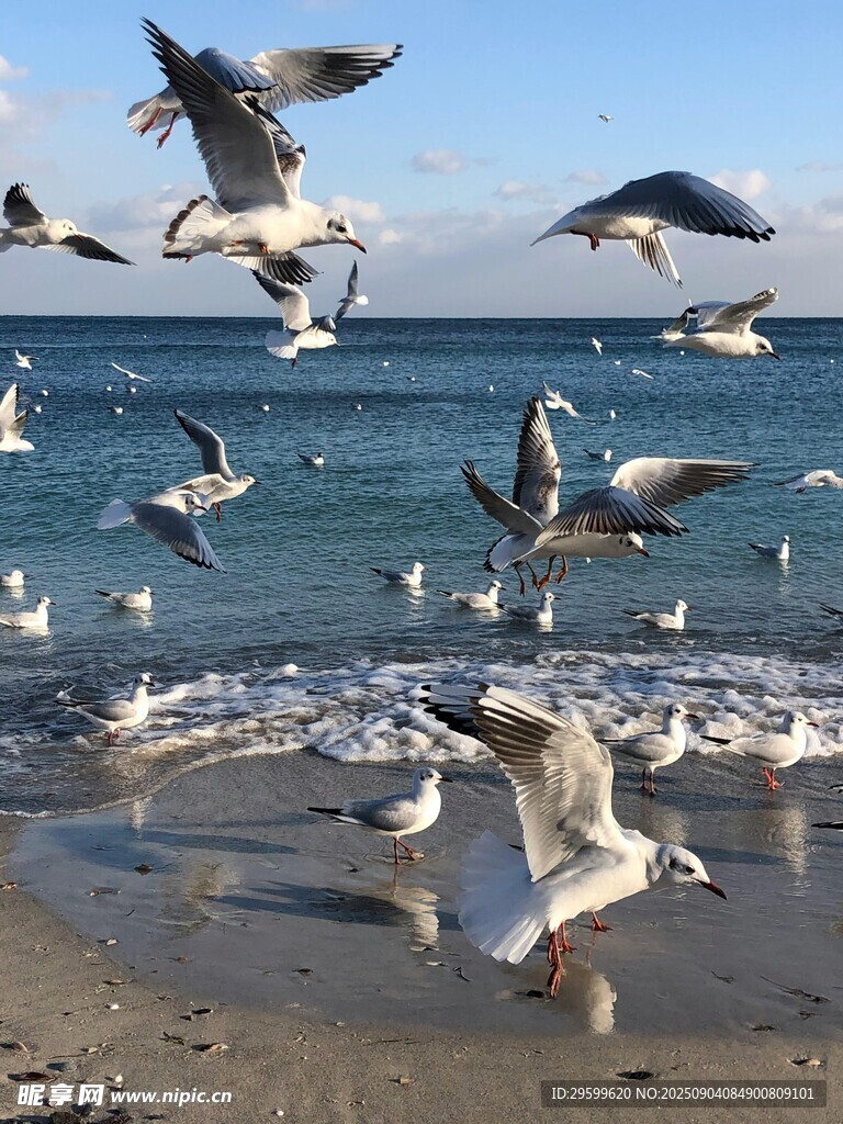 海边群鸥飞舞的美丽景象