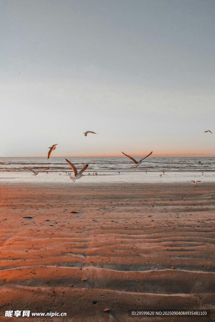 海边夕阳下飞翔的海鸥
