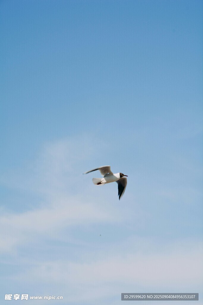 天空中翱翔的飞鸟