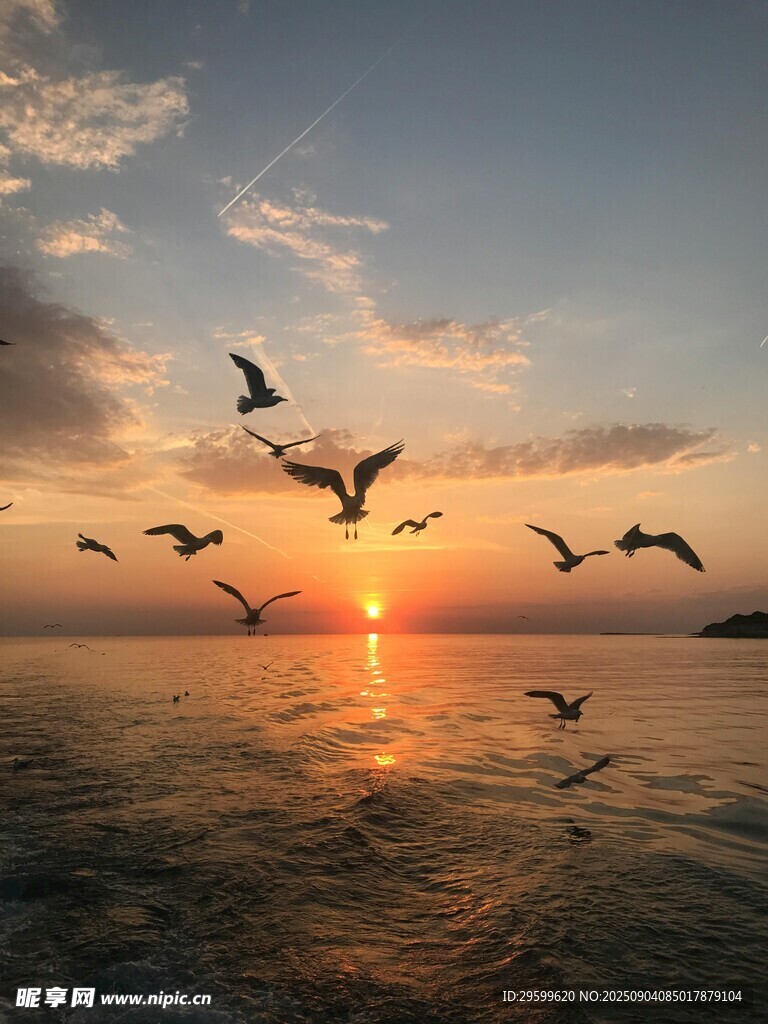 夕阳下群鸟翱翔于海面