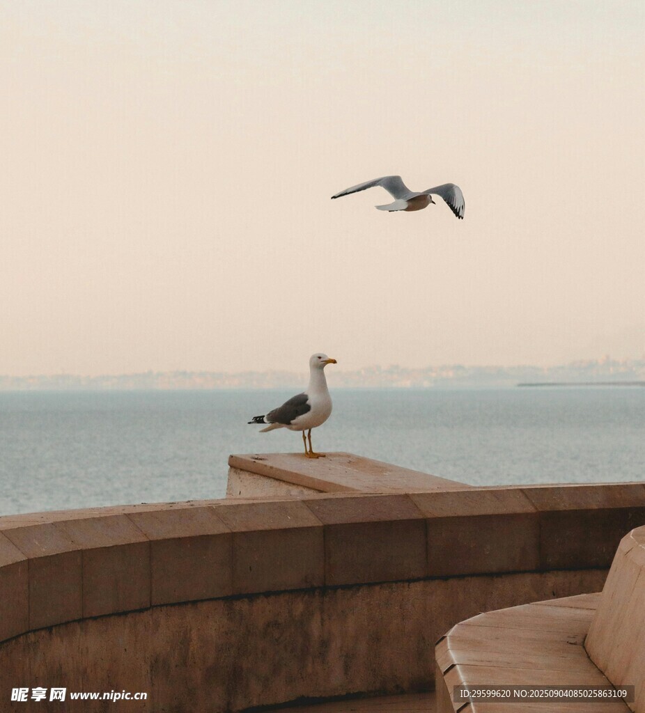 海边平台上的海鸥与飞鸟