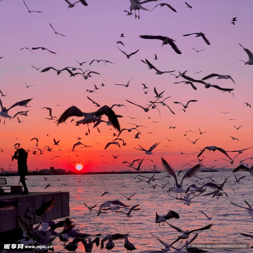 夕阳下海鸥飞舞的美丽海景