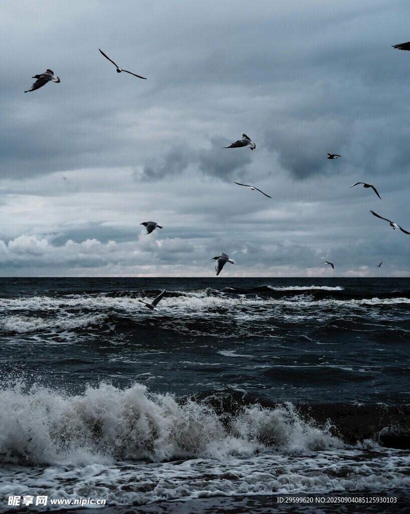 海空飞鸟伴波涛